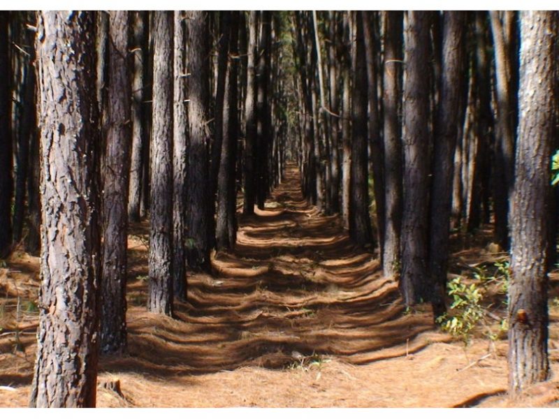 Acre assina acordo na COP 28 para desenvolvimento sustentável florestal