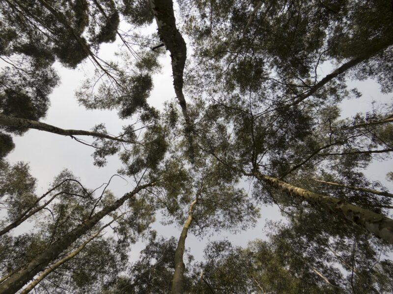 Bosque em Curitiba reduz a temperatura em até 4ºC