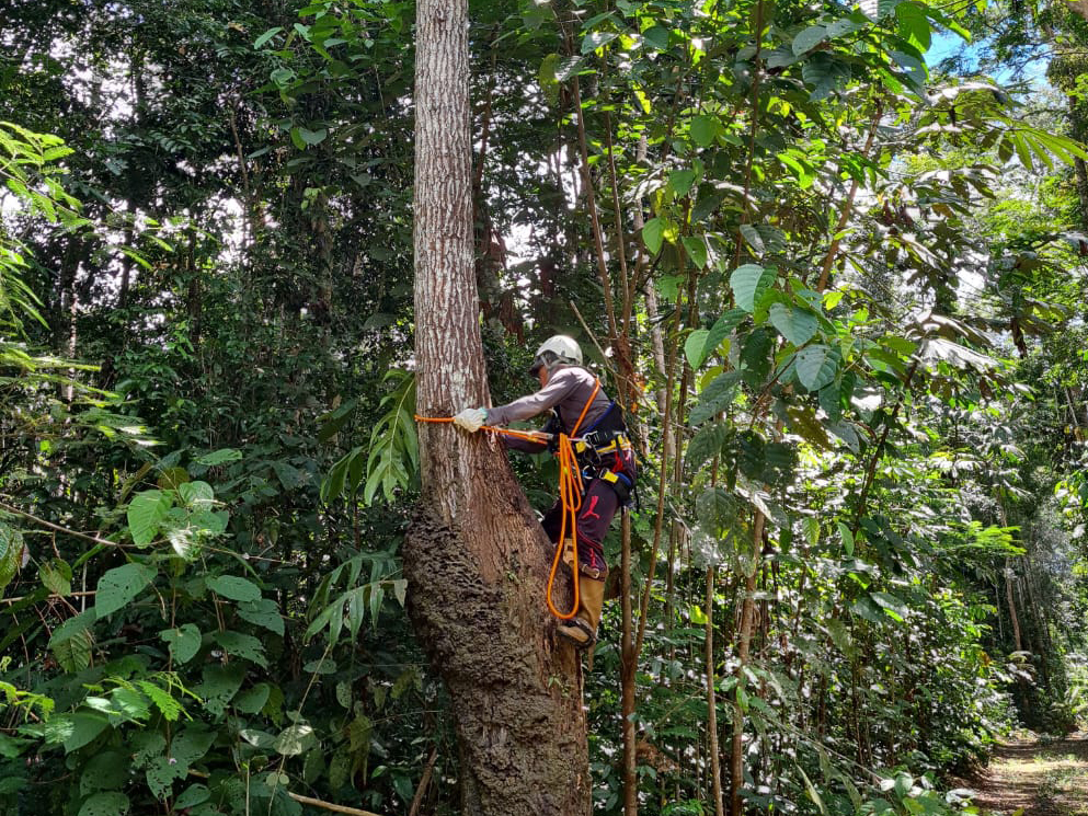 Técnicas de identificação de madeira apresentam resultados promissores em teste de campo