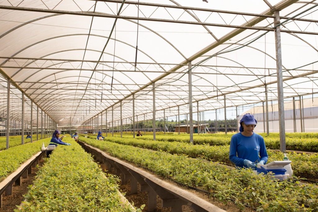 Setor de base florestal empregou mais de 690 mil trabalhadores desde 2023
