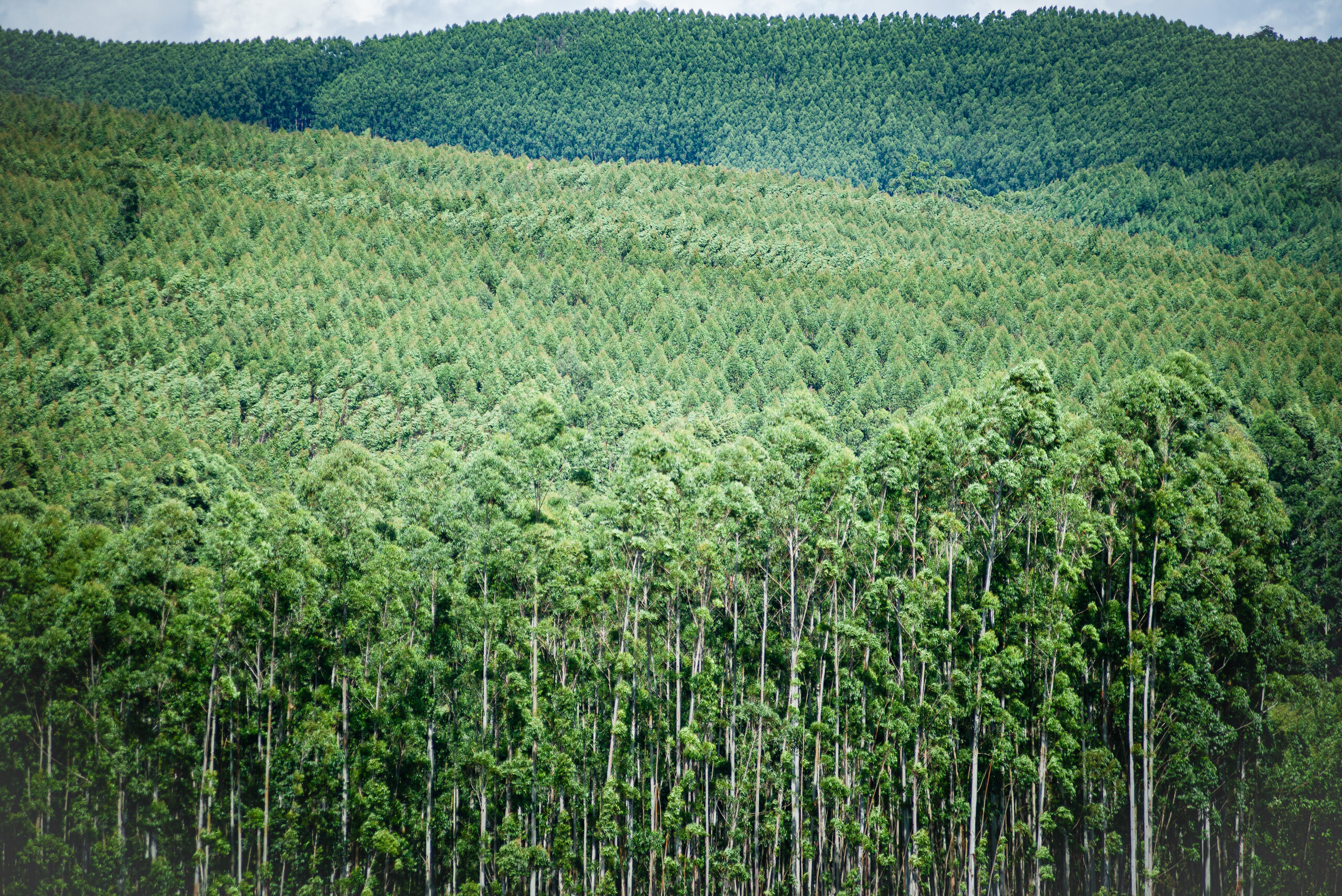 Fitossanidade segue como desafio para o setor florestal no Brasil